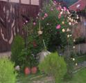 My beautiful garden 008